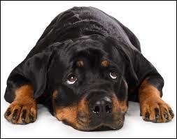 Quiz Races de chiens