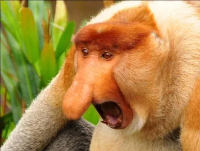 Bon nez ne saurait mentir, trouver la bonne réponse vous évitera de passer pour un pantin !