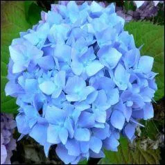 François Valéry compose plusieurs musiques de films dont le succès "Dream In Blue" qu'il chante, en 1981, en duo avec l'actrice...