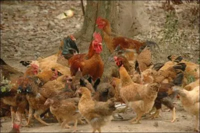 Quelle volaille de la basse-cour coqueline ?