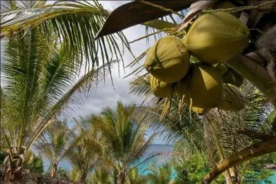Quel nom porte la plantation de cocotiers ?
