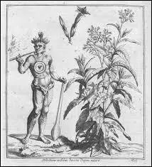 Remontons le temps de plusieurs siècles. Saurez-vous me dire d'où est originaire la plante de tabac ?