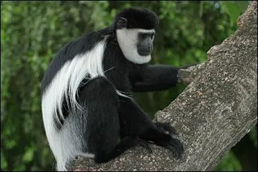 Quel est ce singe ?