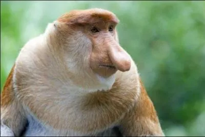 Quel est ce singe ?