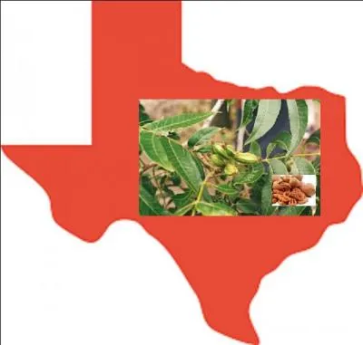 De quel pays cet arbre est-il le symbole ?