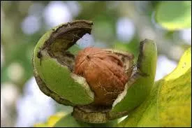 Quel usage faisait-on de la noix - fruit du noyer, Juglans - au Moyen Âge ?