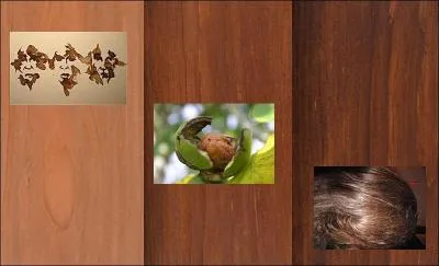 On connaît l'utilisation du brou de noix en teinturerie, en coloration et pour faire des lavis, mais que signifie le mot "brou" à l'origine ?