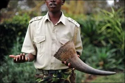 Ils sont beaucoup braconnés, leurs cornes étant assimilées à des vertus de guérison de cancer ou de fièvre dans certaines croyances :