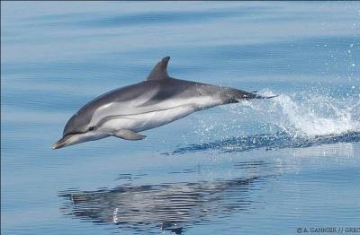 Traduisez le mot placé entre guillemets en français. 
How should we translate the word 'dolphin' into French ?
