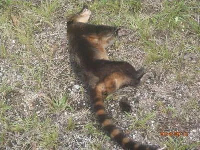 Animal amusant, qui vit en troupes nombreuses, c'est le coati !