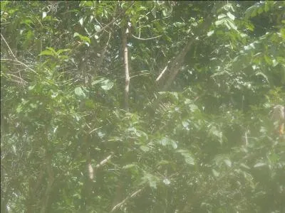 Sur cette photo, on peut voir un ara macao !