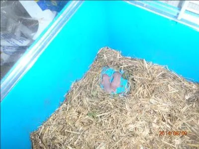 Vous connaissez certainement les parents de ces petits rongeurs, les furets bien sûr !