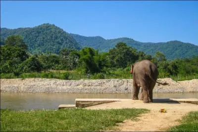 Chez les éléphants, lorsque la sécheresse s'installe, c'est le mâle le plus âgé qui conduit le troupeau vers les points d'eau !