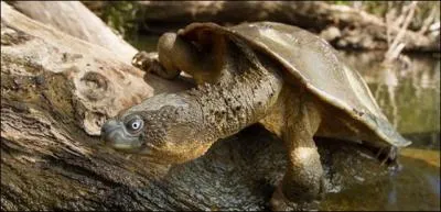 Il existe certaines espèces de tortues d'eau douce et marines à la particularité étonnante, elle peuvent respirer par l'anus !