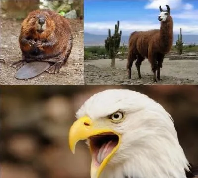 Lequel de ces animaux représente le Canada ?