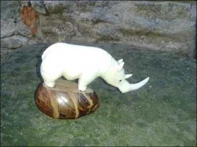 Qu'est-ce que le rhinocéros blanc ?