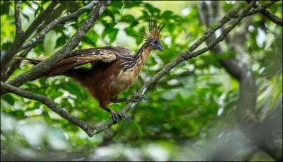 C'est un oiseau préhistorique que l'on peut voir en Guyane !
