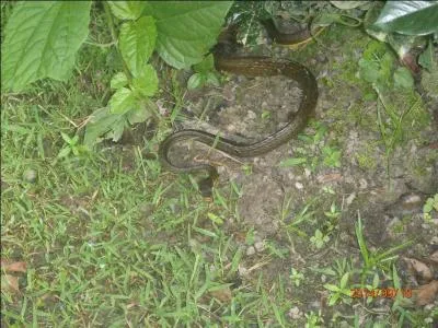 Ce serpent n'est pas venimeux, par contre il est très agressif, très rapide, les Guyanais lui donnent le nom d'un prédateur humain !
