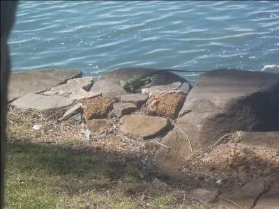 Il y a énormément d'animaux en Amazonie, à quoi te fait penser celui-ci, qui est végétarien ?