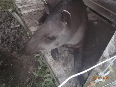 Tu dois bien sûr connaître cet animal, mais en es-tu certain(e) ?