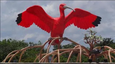 Cet oiseau est très présent dans les mangroves du bord de mer en Amazonie, ne le confonds pas avec les deux autres !