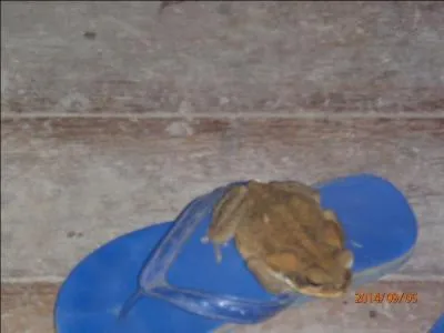 Tu vois la taille de ma tong, c'est du 43, quel animal est posé dessus ?