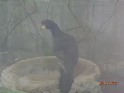 C'est un gros dindon sauvage d'Amazonie, on l'appelle ...