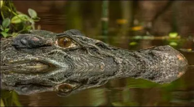 C'est l'un des plus grands crocodiliens du monde, en Guyane amazonienne, on le trouve dans le marais de Kaw !