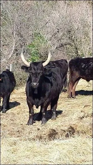 La Manade La Vistrenque, a perdu un taureau qui se nommait ...