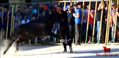 Quelle manade a mené l'encierre au Domaine de la Tour (St Chaptes) ? (2014)