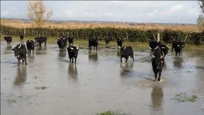 Quel est le bon orthographe de la manade ?