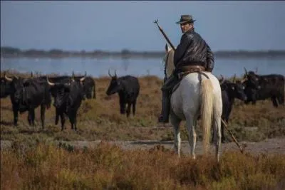 Quel est le nom de l'ouvrier agricole, souvent très bon cavalier, qui veille sur le troupeau de taureaux/chevaux ?