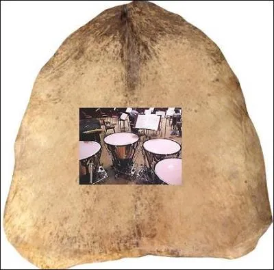 Leur bassin est en cuivre et elles sont recouvertes de --------, les -------- en musique -------.