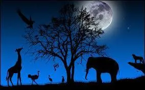 Lequel de ces animaux court le plus vite ?