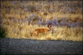 Le dingo est un chien sauvage originaire d'Asie du Sud-Est, il est également présent en :