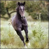 Quelles sont les principales précautions pour aborder un cheval ?