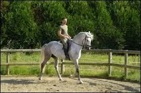 Lorsque vous êtes plusieurs à mener votre cheval au manège, la distance idéale entre deux chevaux est :