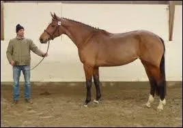 Que fais-tu si ta monture refuse d'avancer ?