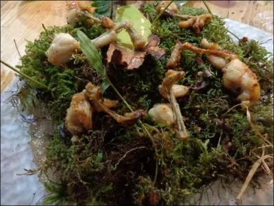 Nous y découvrons au menu, ses fameuses grenouilles aux polypodes, c'est à dire ...