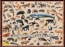 Chez les mammifères, l'aorte est la plus grande et la plus grosse artère de l'organisme.