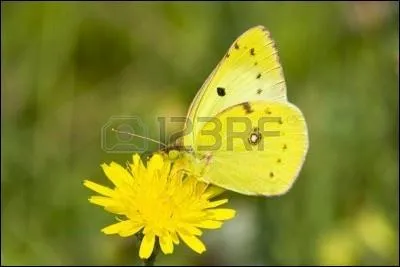 Langue parlée par les Indiens du Brésil et du Paraguay :