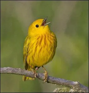 Autorité donnée par la loi à une personne pour qu'elle prenne soin des biens d'un mineur ou d'une personne majeure dont les capacités physiques ou mentales sont altérées :