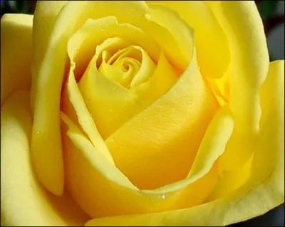 Anatomie. Structure organique en forme de tube :