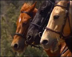 Comment se nomment les chevaux des 3 héroïnes ?