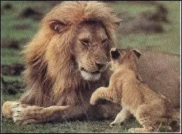 Complétez ces paroles. "Dans la jungle, terrible jungle..."