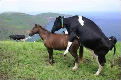 Il a battu un lièvre à la course !