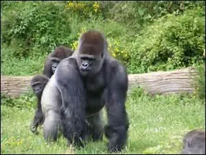 Choisissez le bon membre grâce à l'image.