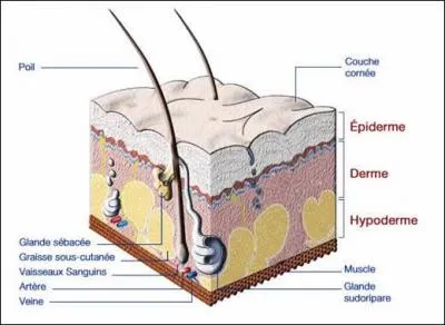 L'&eacute;piderme est le nom donn&eacute; aux cheveux.