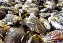 L'Hérault nous ouvre ses portes, et nous allons déguster ...