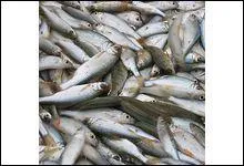 Toujours dans l'Ain que dégustons-nous à midi ?